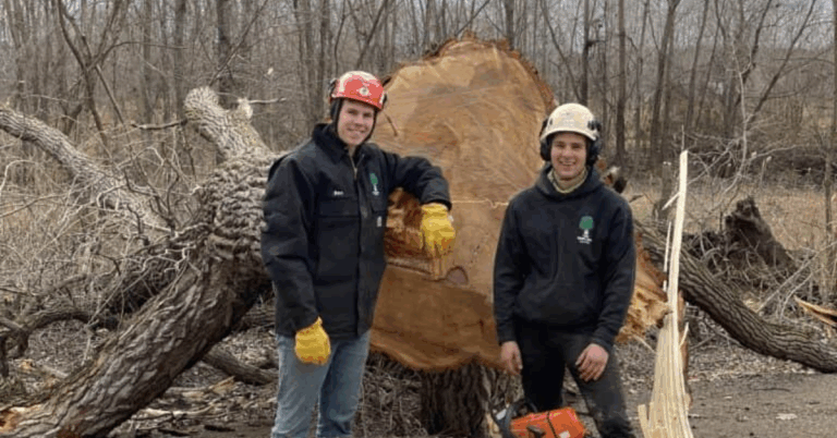 Tree Removal: When, Why, and How to Do It Safely and Professionally