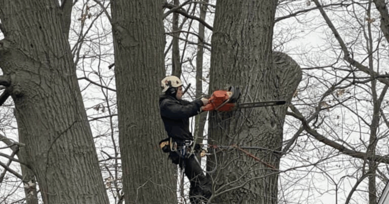 Comprehensive Guide To Reliable Land Clearing Services Near Me